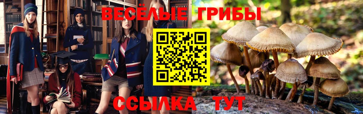 Кириши  магазин    Вход с VPN  Псилоцибиновые грибы прущие грибы  Галлюциногенные грибы MAGIC MUSHROOMS 